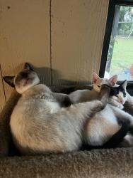 Lost Male Cat last seen 84th and Maguire, Noble, OK 73068