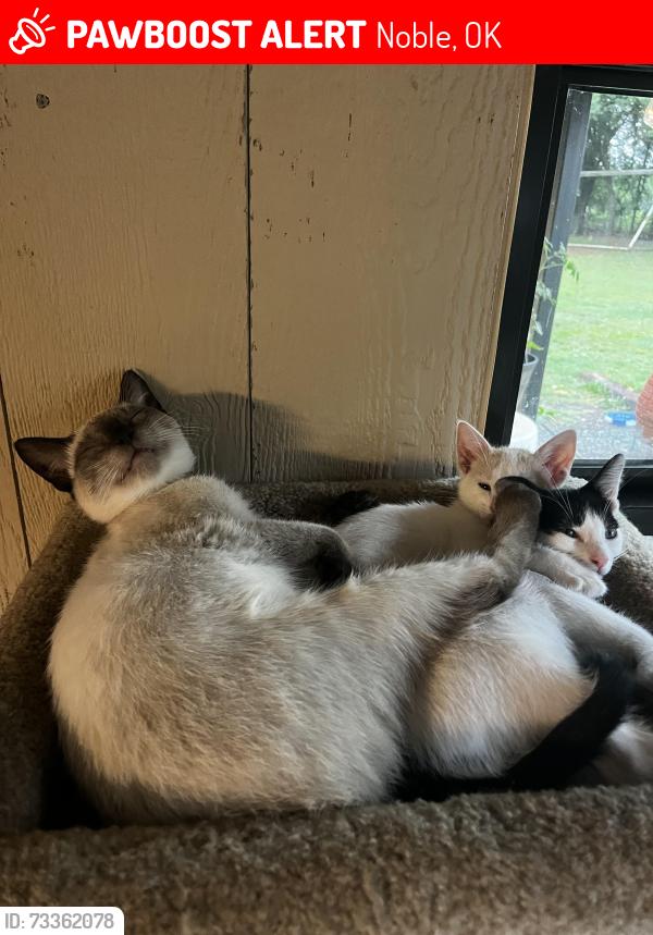 Lost Male Cat last seen 84th and Maguire, Noble, OK 73068