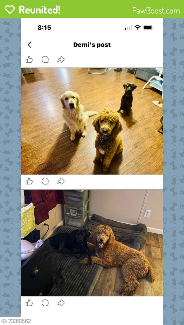 Reunited Male Dog last seen New potato dr, Kannapolis, NC 28083