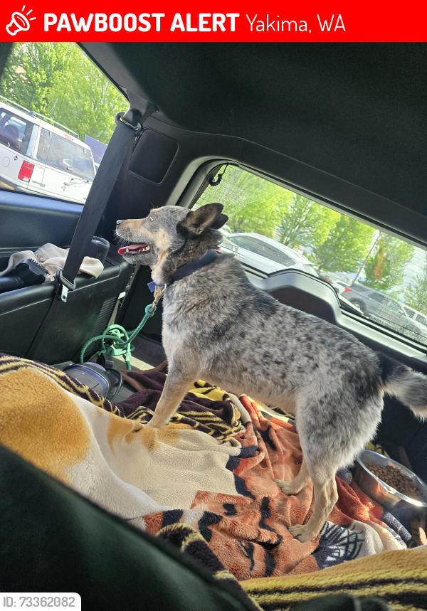 Lost Male Dog last seen Near Ann Dr., Yakima, WA 98908