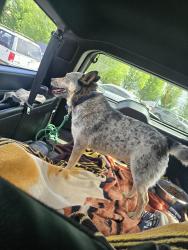 Lost Male Dog last seen Near Ann Dr., Yakima, WA 98908