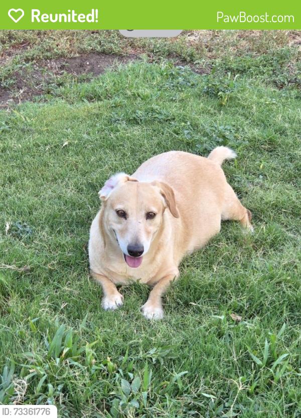 Reunited Male Dog last seen Near Downtown area, San Angelo, TX 76905