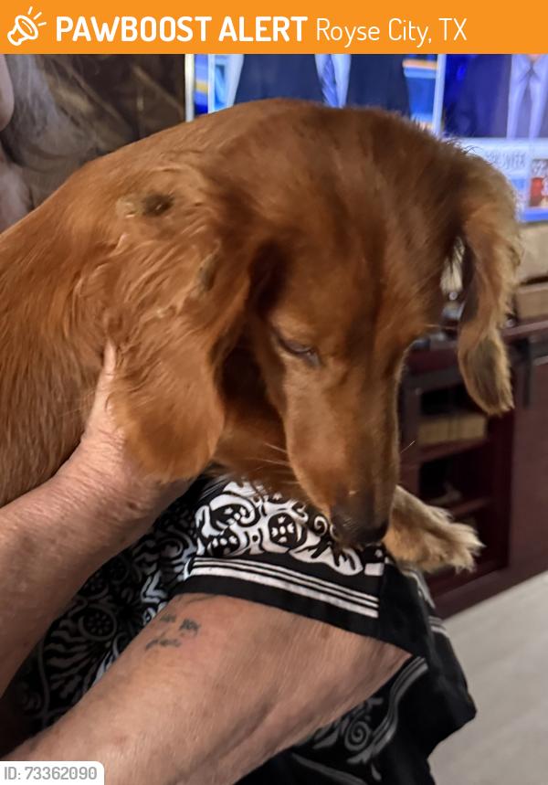 Found/Stray Female Dog last seen Fate near black land, Royse City, TX 75189