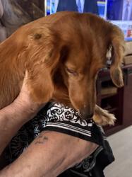 Found/Stray Female Dog last seen Fate near black land, Royse City, TX 75189