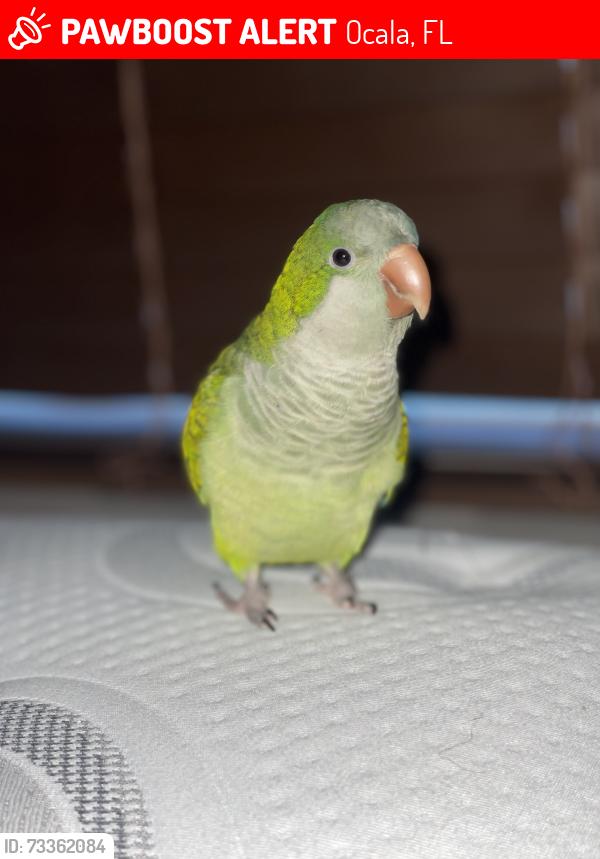 Lost Female Bird last seen Marion Oaks Pass near the old golf course, Ocala, FL 34473