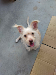 Found/Stray Male Dog last seen Northern & 43rd, Glendale, AZ 85301
