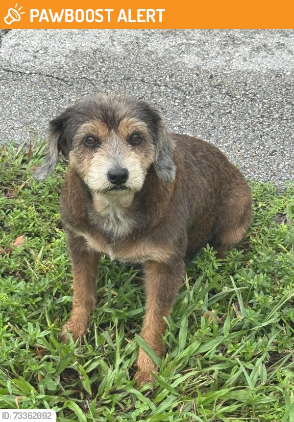 Found/Stray Unknown Dog last seen Lake at Flamango Lake Dr., West Palm Beach, FL 33406