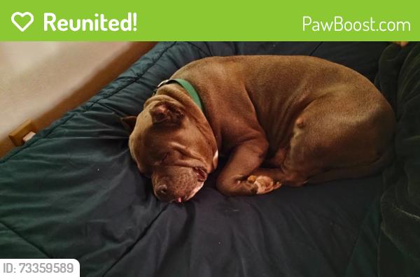 Reunited Female Dog last seen Denton Highway, Haltom City, TX 76117