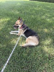 Reunited Female Dog last seen Victoria Dr & Collin Dr, West Palm Beach, FL 33406