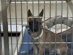 Reunited Male Dog last seen Near curled oak drive, Monument, CO 80132