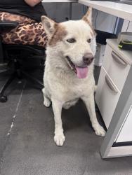 Found/Stray Male Dog last seen Coralridge, City of Industry, CA 91746