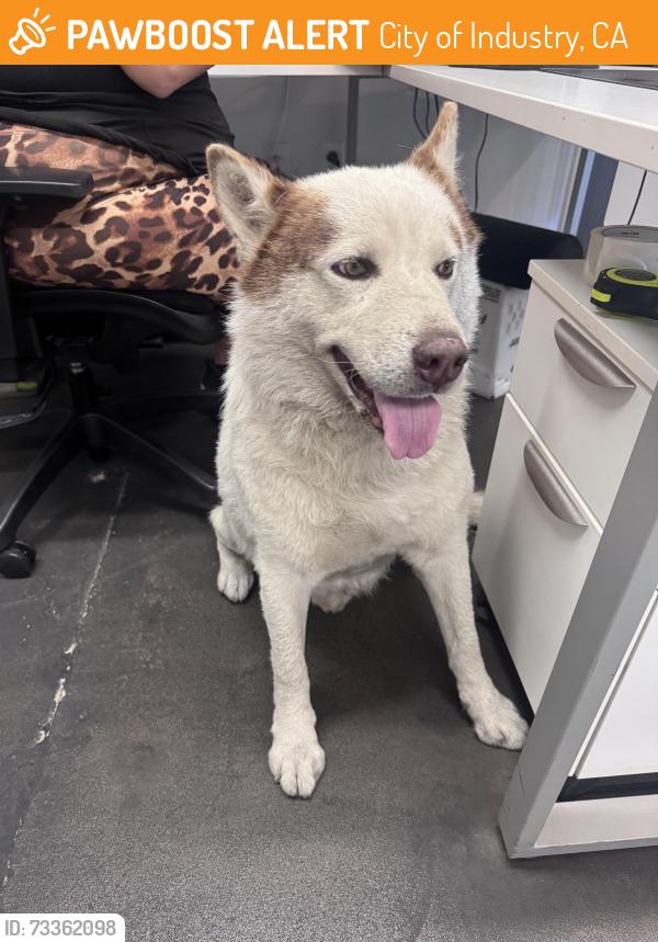 Found/Stray Male Dog last seen Coralridge, City of Industry, CA 91746