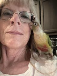 Lost Male Bird last seen BB Fielder, Weatherford, TX 76087