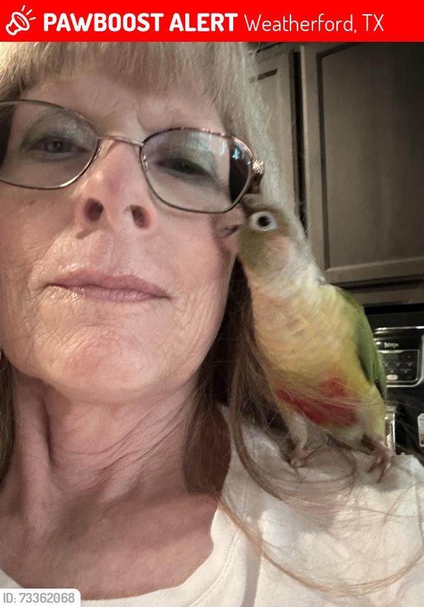Lost Male Bird last seen BB Fielder, Weatherford, TX 76087