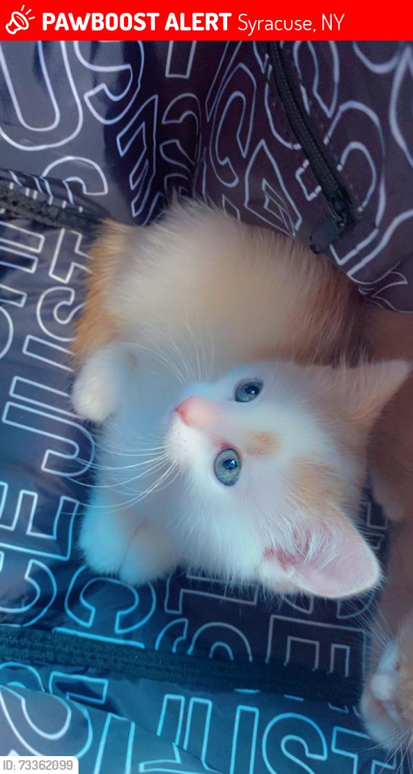 Lost Male Cat last seen Chemung ave., Syracuse, NY 13204