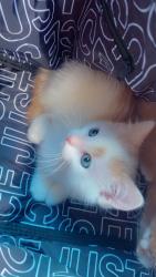 Lost Male Cat last seen Chemung ave., Syracuse, NY 13204