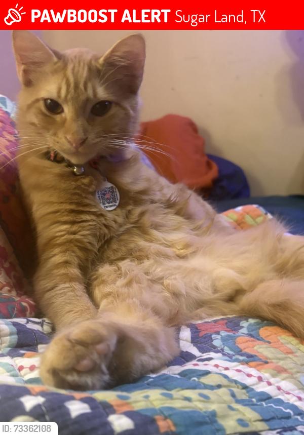 Lost Male Cat last seen Joanne Ln, Sugar Land, TX 77498