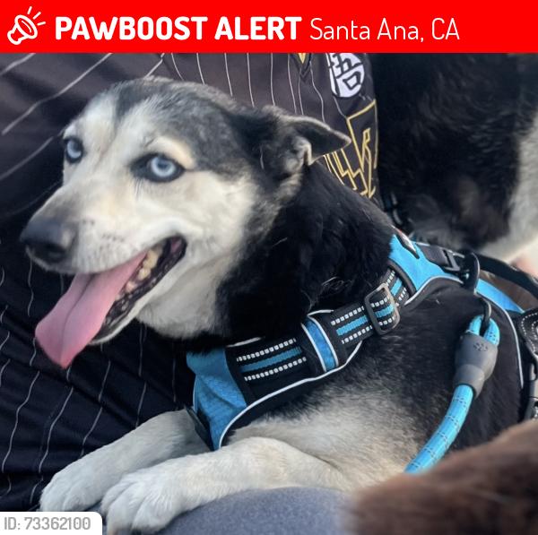 Lost Female Dog last seen Bristol and Warner, Santa Ana, CA 92704