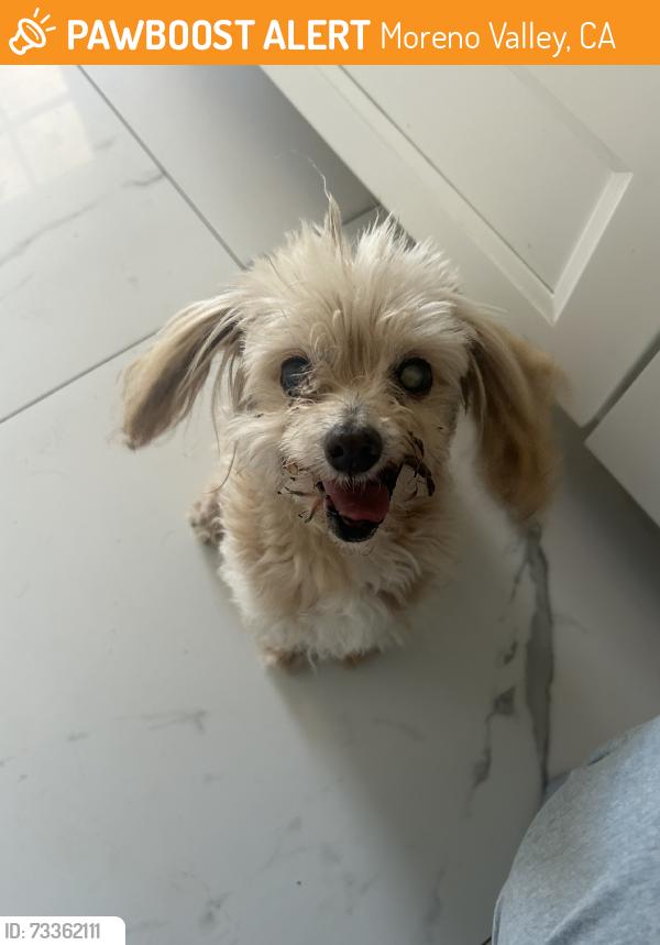 Found/Stray Male Dog last seen Fir and Kitching near grocery store., Moreno Valley, CA 92553