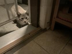 Found/Stray Male Cat last seen Grant and Rindge, Redondo Beach, CA 90278