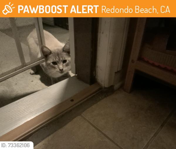 Found/Stray Male Cat last seen Grant and Rindge, Redondo Beach, CA 90278