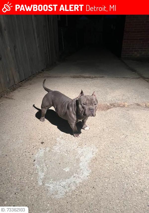 Lost Male Dog last seen Hayes/Seymour, Detroit, MI 48205