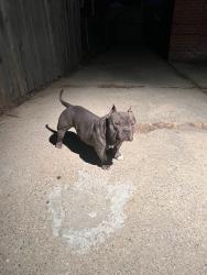 Lost Male Dog last seen Hayes/Seymour, Detroit, MI 48205
