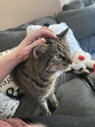 Reunited Male Cat last seen Drexel Circle, Montgomery Village, MD 20886