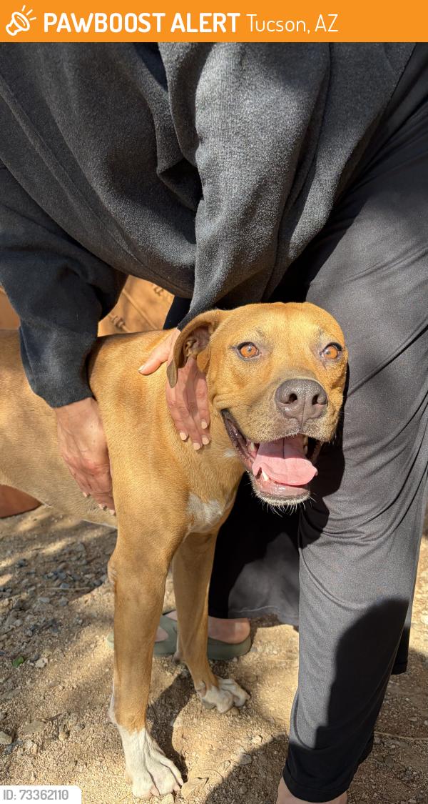 Found/Stray Male Dog last seen La Cañada & hardy, Tucson, AZ 85704