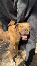 Found/Stray Male Dog last seen La Cañada & hardy, Tucson, AZ 85704