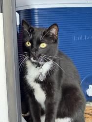 Lost Male Cat last seen Newland Rd, Lincoln County, NC 28037