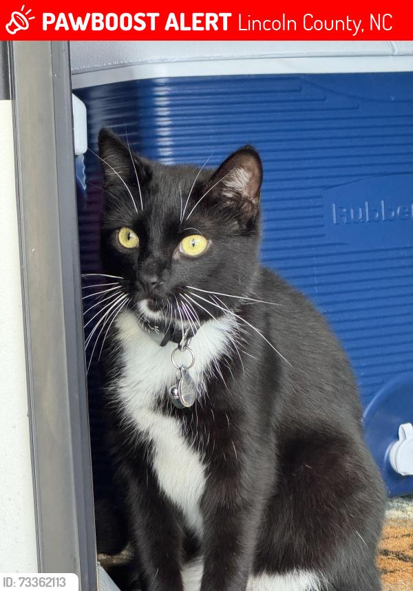Lost Male Cat last seen Newland Rd, Lincoln County, NC 28037