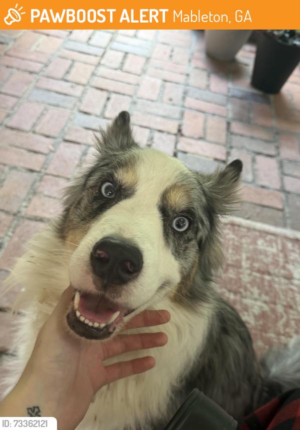 Found/Stray Male Dog last seen Douglas, Mableton, GA 30126