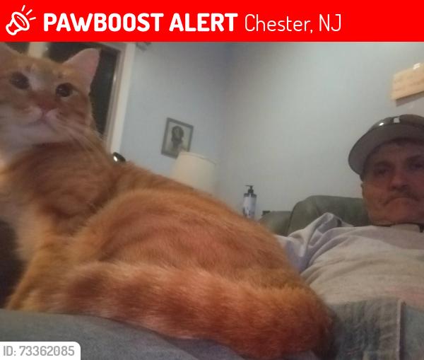 Lost Male Cat last seen North rd and Old Farmstead, Chester, NJ 07930