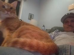 Lost Male Cat last seen North rd and Old Farmstead, Chester, NJ 07930