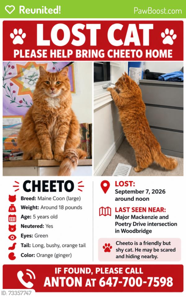 Reunited Male Cat last seen Major Mackenzie and Poetry Drive, Vaughan, ON L4L 1A6