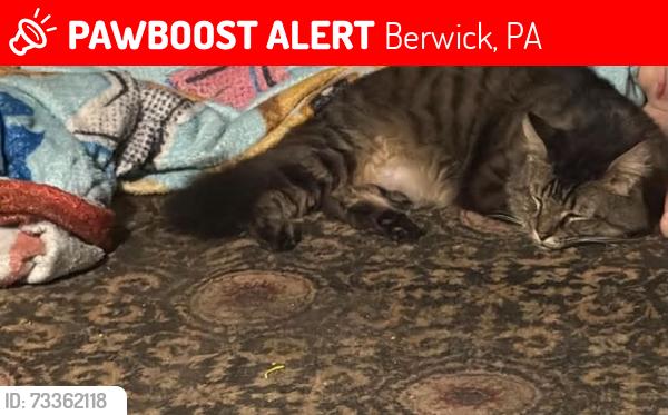 Lost Male Cat last seen 17th and mercer, Berwick, PA 18603