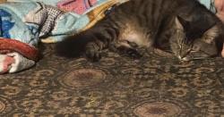 Lost Male Cat last seen 17th and mercer, Berwick, PA 18603