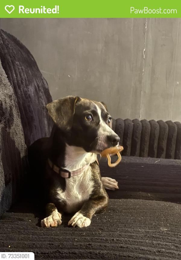 Reunited Female Dog last seen Varnell police station and dollar general & varnell spring, Varnell, GA 30756