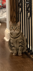 Reunited Female Cat last seen Metropolitan and Birch, Staten Island, NY 10301