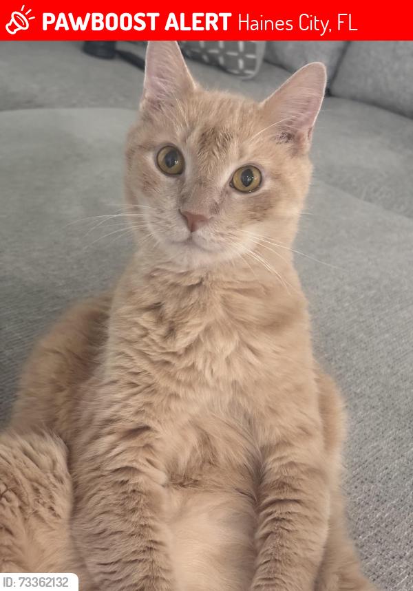 Lost Male Cat last seen Near hummock place Haines city, Haines City, FL 33844