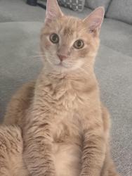 Lost Male Cat last seen Near hummock place Haines city, Haines City, FL 33844