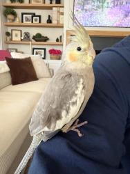 Lost Male Bird last seen Elm Street and ogden, Downers Grove, IL 60515