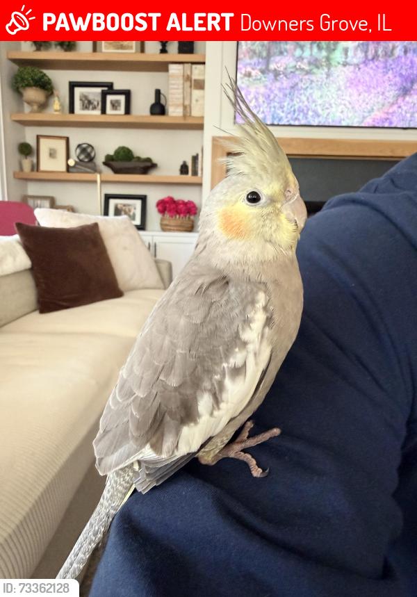 Lost Male Bird last seen Elm Street and ogden, Downers Grove, IL 60515