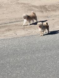 Found/Stray Unknown Dog last seen a avenue and catalpa, halfway down catalpa - in the middle of catalpa between a avenue and santa fe in hesperia, Hesperia, CA 92345