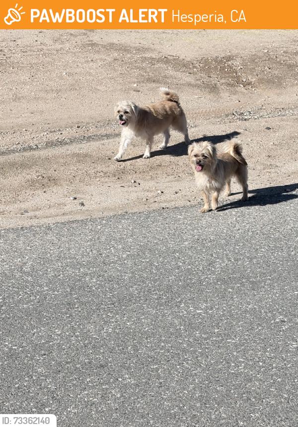 Found/Stray Unknown Dog last seen a avenue and catalpa, halfway down catalpa - in the middle of catalpa between a avenue and santa fe in hesperia, Hesperia, CA 92345