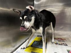 Shelter Stray Female Dog last seen , 14409 Vanowen St, Van Nuys, CA 91405, USA