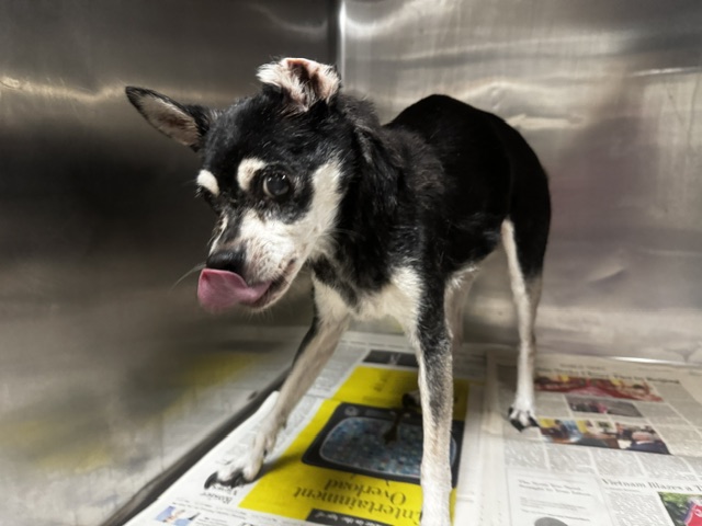 Shelter Stray Female Dog last seen , 14409 Vanowen St, Van Nuys, CA 91405, USA