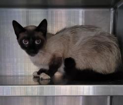Shelter Stray Female Cat last seen , West Valley Animal Shelter, 20655 Plummer St, Chatsworth, CA 91311, USA