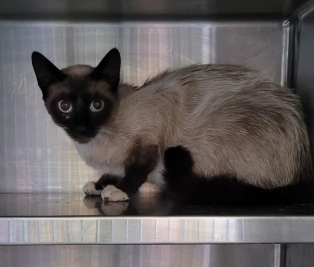 Shelter Stray Female Cat last seen , West Valley Animal Shelter, 20655 Plummer St, Chatsworth, CA 91311, USA